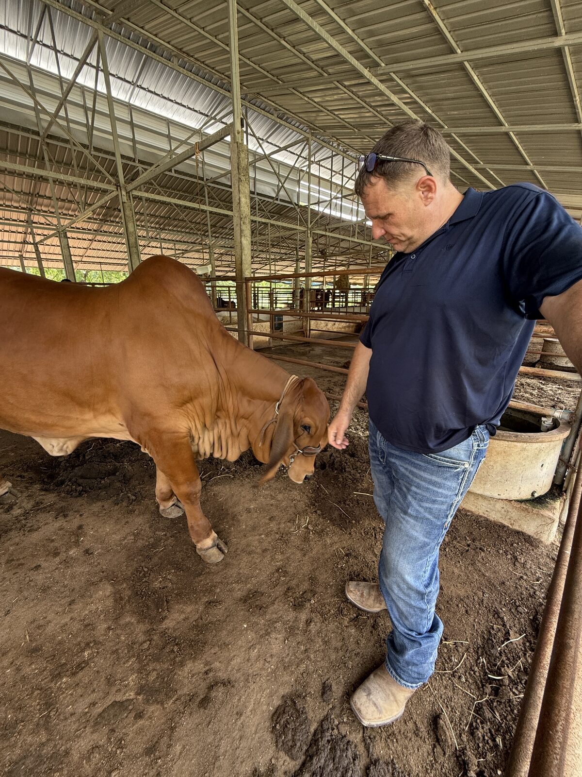 A Brahman animal from Thai Beef's partner-ranch genetics program