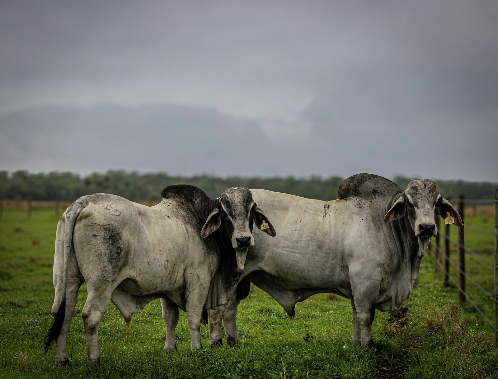 Two Brahman bulls in a grassy field